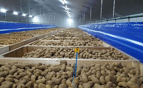 Potatoes in precision-controlled cold storage equipped with Mooij Agro’s Smart Cooling Manager – ensuring optimal temperature and humidity for maximum quality and shelf life. Potatoes in precision-controlled cold storage equipped with Mooij Agro’s Smart Cooling Manager – ensuring optimal temperature and humidity for maximum quality and shelf life.
