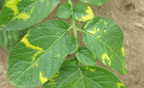 Potato mop-top virus response closes out. Potato mop-top virus response closes out.