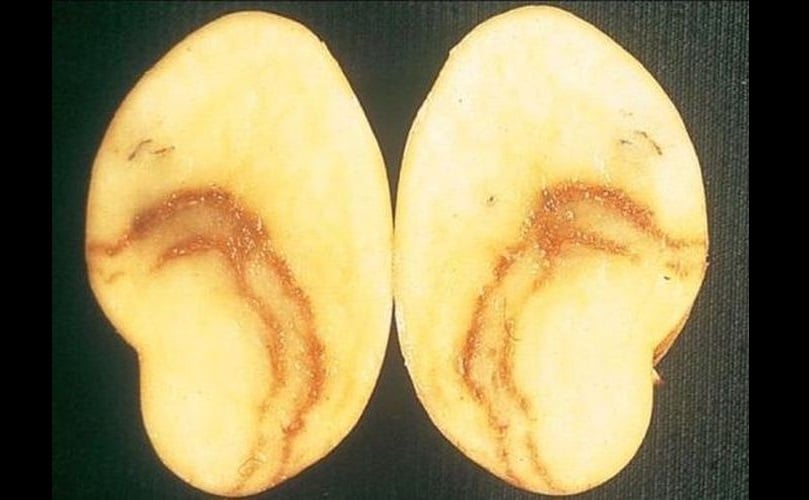 Potato Mot-Top virus Potato Mot-Top virus