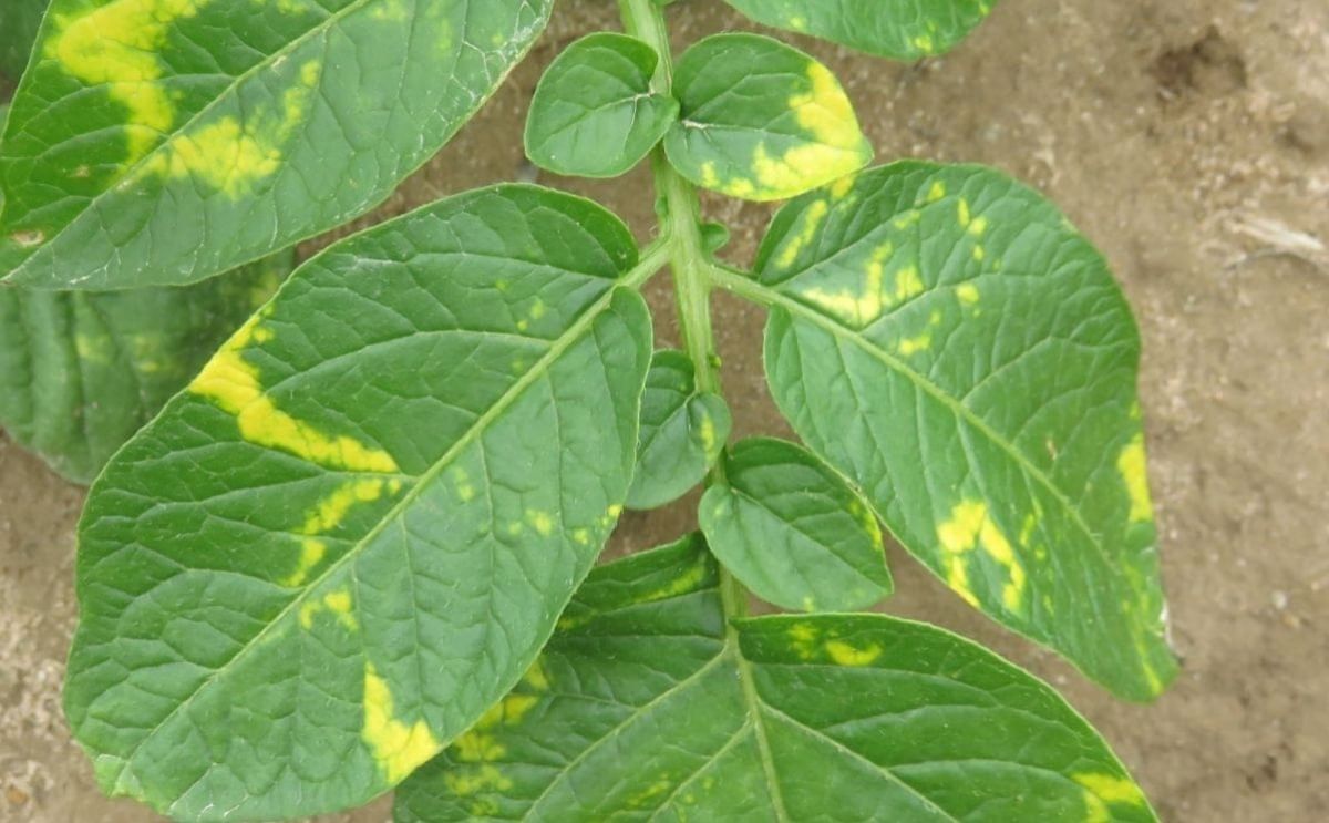 Potato mop-top virus response closes out.