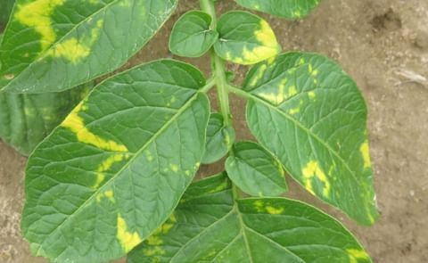 Potato mop-top virus response closes out. Potato mop-top virus response closes out.