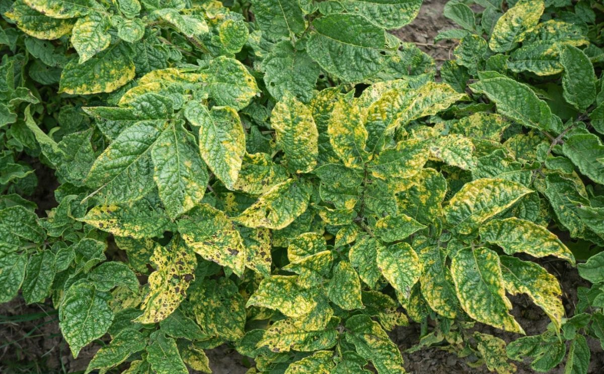 Argentina: Tecnoplant desarrolla cultivares de papa resistentes al virus PVY Argentina: Tecnoplant desarrolla cultivares de papa resistentes al virus PVY