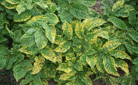 Argentina: Tecnoplant desarrolla cultivares de papa resistentes al virus PVY Argentina: Tecnoplant desarrolla cultivares de papa resistentes al virus PVY