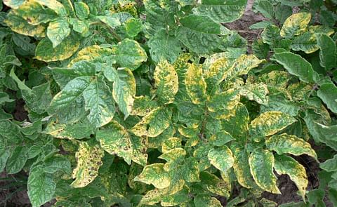 Argentina: Tecnoplant desarrolla cultivares de papa resistentes al virus PVY Argentina: Tecnoplant desarrolla cultivares de papa resistentes al virus PVY