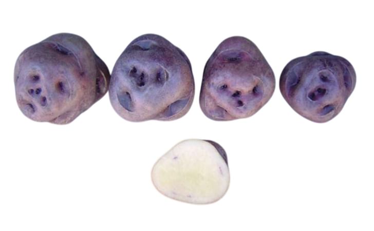 MORADO GASPAR MORADO GASPAR