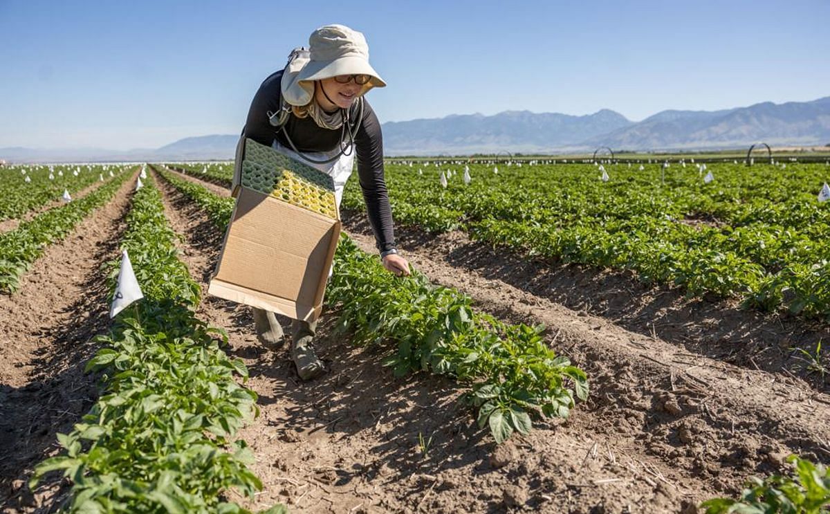 Moriah Schutt, a Montana State University student, picks potato leaf samples on July 12, 2022. Samples are randomly collected between each flag. Courtesy: Ridley Hudson/Chronicle