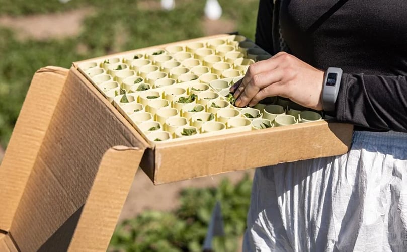Moriah Schutt, a Montana State University student, places potato leaf samples into a testing container on July 12, 2022 at Kimm Seed Potato Farm. Ridley Hudson/Chronicle Moriah Schutt, a Montana State University student, places potato leaf samples into a testing container on July 12, 2022 at Kimm Seed Potato Farm. Ridley Hudson/Chronicle