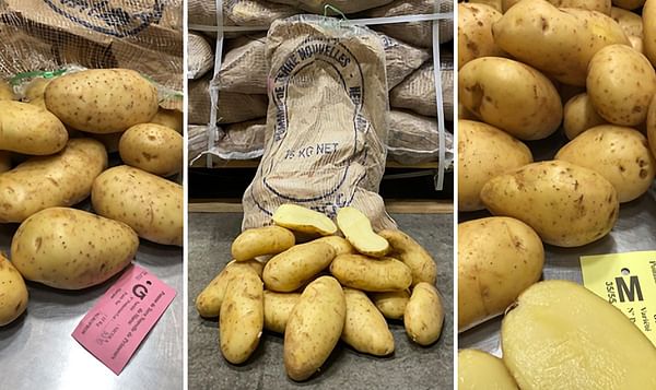 Nicola from Morocco kicks off Dutch import potato season