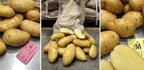 Nicola from Morocco kicks off Dutch import potato season