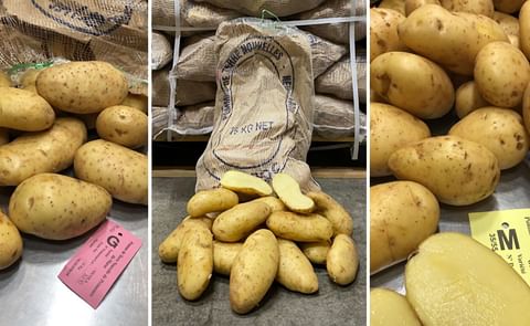 Nicola from Morocco kicks off Dutch import potato season Nicola from Morocco kicks off Dutch import potato season