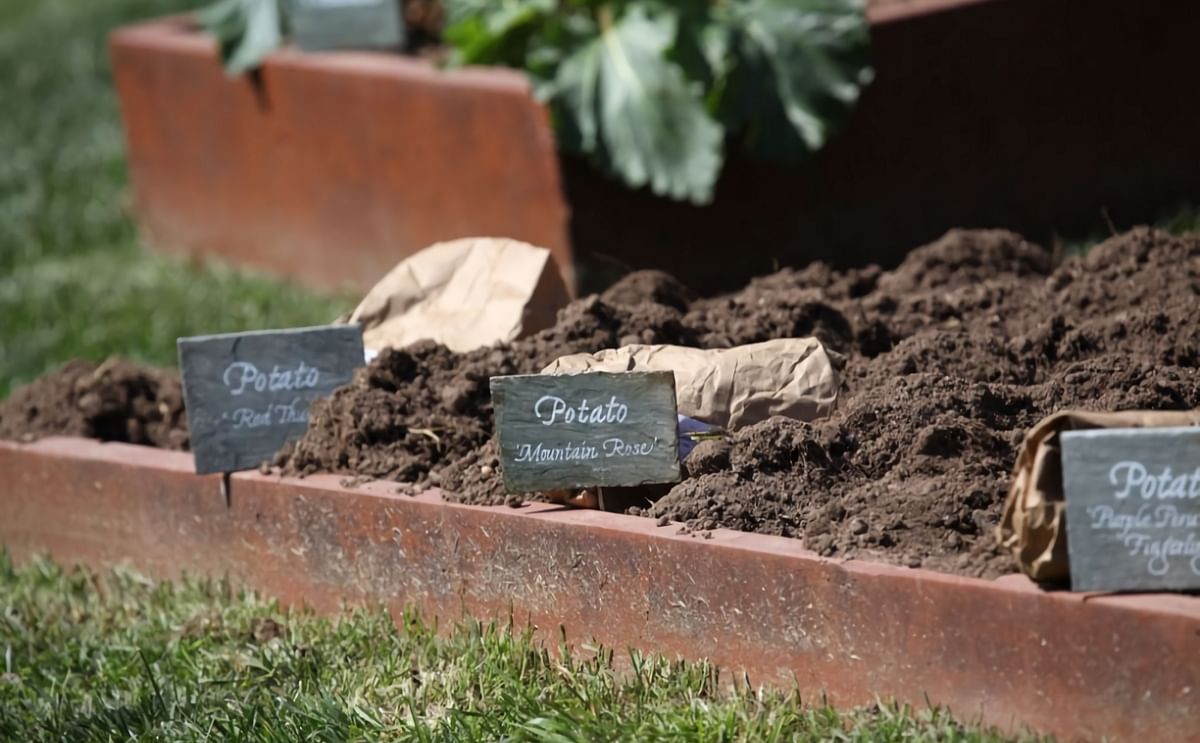 The Mountain Rose potato variety can be found in the White House kitchen garden