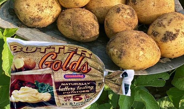 MountainKing: The quality of the Colorado potato crop 'extraordinary'