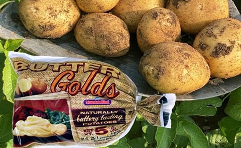 MountainKing: The quality of the Colorado potato crop 'extraordinary' MountainKing: The quality of the Colorado potato crop 'extraordinary'