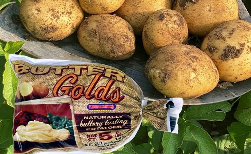 MountainKing: The quality of the Colorado potato crop 'extraordinary'