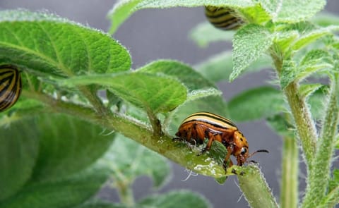 Colorado potato beetle (Leptinotarsa decemlineata): On average 40 to 50 cm2 of leaf material are eaten by each of the beetles’ larvae. Infestation with Colorado potato beetles can result in crop losses up to 50 per cent, if there is no pest control (Cou Colorado potato beetle (Leptinotarsa decemlineata): On average 40 to 50 cm2 of leaf material are eaten by each of the beetles’ larvae. Infestation with Colorado potato beetles can result in crop losses up to 50 per cent, if there is no pest control (Cou