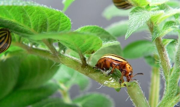 Colorado potato beetle (Leptinotarsa decemlineata) (Courtesy MPI, Afzal Khan)
