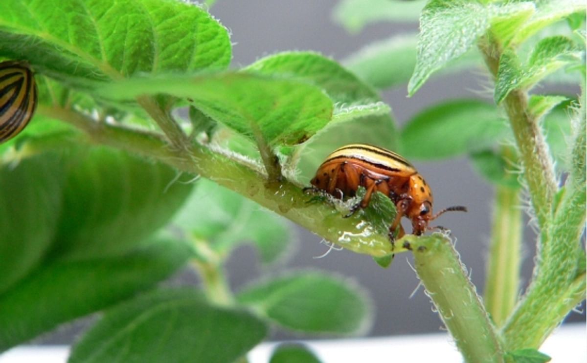 Colorado potato beetle (Leptinotarsa decemlineata): On average 40 to 50 cm2 of leaf material are eaten by each of the beetles’ larvae. Infestation with Colorado potato beetles can result in crop losses up to 50 per cent, if there is no pest control (Cou