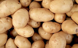 M S International, Hermes&nbsp;potato variety