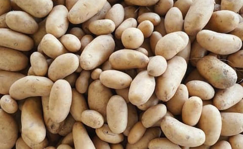 M S International, Santana potato variety M S International, Santana potato variety