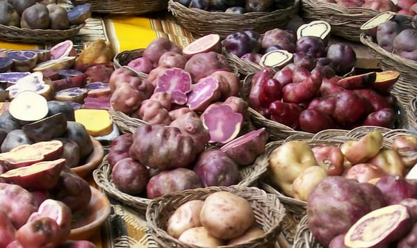 Analyzing the genes of ancient potatoes helps to improve future varieties