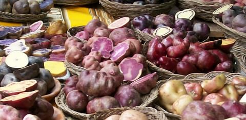 Analyzing the genes of ancient potatoes helps to improve future varieties