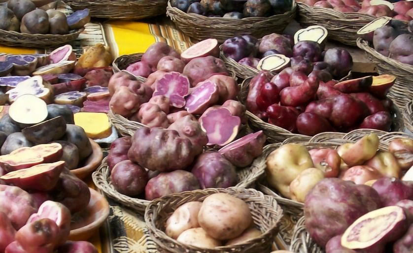 The enormous diversity of ancient / native potatoes can still be seen in countries like Peru, where many of these varieties are still grown. 