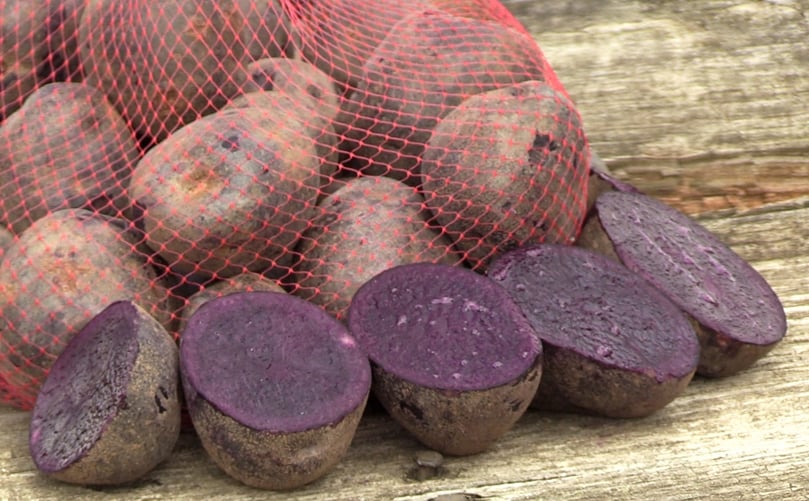 The chips are made from the Blackberry potato, the latest of more than 30 varieties developed by Dave Douches, director of the MSU Potato Breeding and Genetics Program. The Blackberry potato took 20 years to breed, is disease resistant and filled with antioxidants.