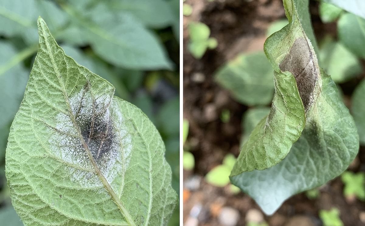 Close-up of late blight infected potato leaves collected in Indonesia (Courtesy: Phillip Wharton)