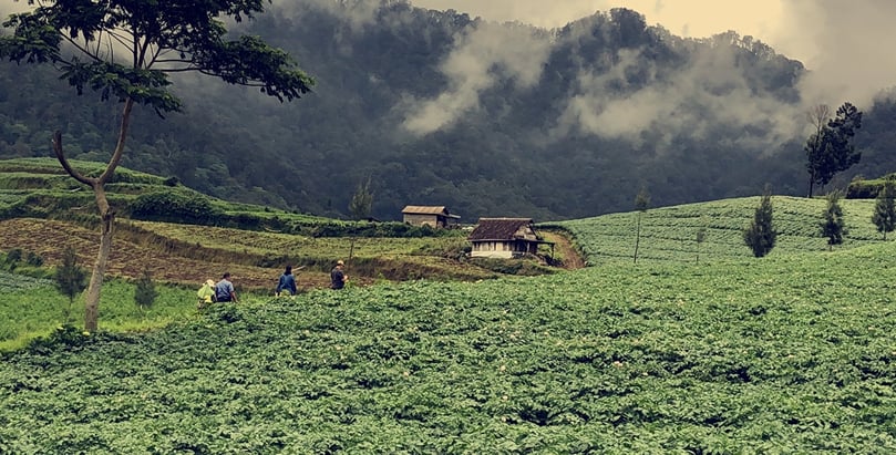 The Indonesian team of scientists collecting late blight isolates in a potato field in the highlands of Java The Indonesian team of scientists collecting late blight isolates in a potato field in the highlands of Java