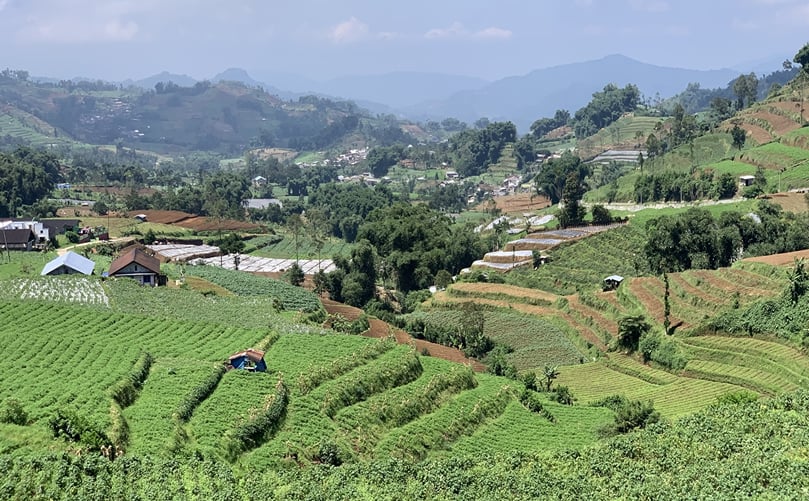 Terraced potato fields in Indonesia Terraced potato fields in Indonesia