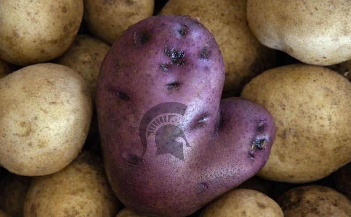 MSU has long helped potato growers in Michigan and around the globe. Photo illustration courtesy of MSU
