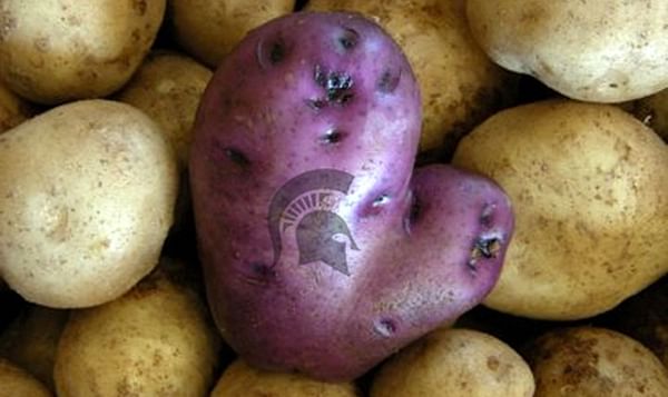 Major US project to improve potato production in Bangladesh and Indonesia led by University of Michigan