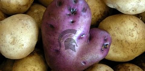 Major US project to improve potato production in Bangladesh and Indonesia led by University of Michigan