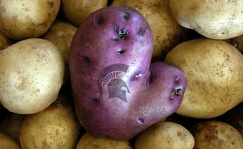 MSU has long helped potato growers in Michigan and around the globe. Photo illustration courtesy of MSU MSU has long helped potato growers in Michigan and around the globe. Photo illustration courtesy of MSU