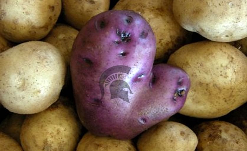 MSU has long helped potato growers in Michigan and around the globe. Photo illustration courtesy of MSU