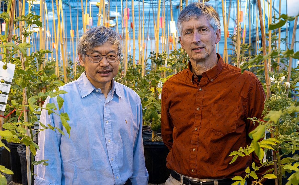 MSU professors Jiming Jiang and David Douches