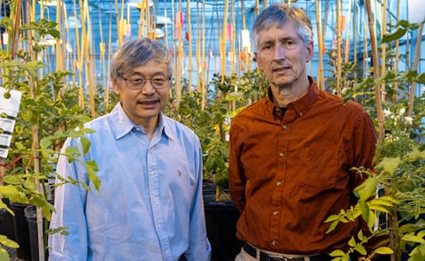 MSU professors Jiming Jiang and David Douches MSU professors Jiming Jiang and David Douches