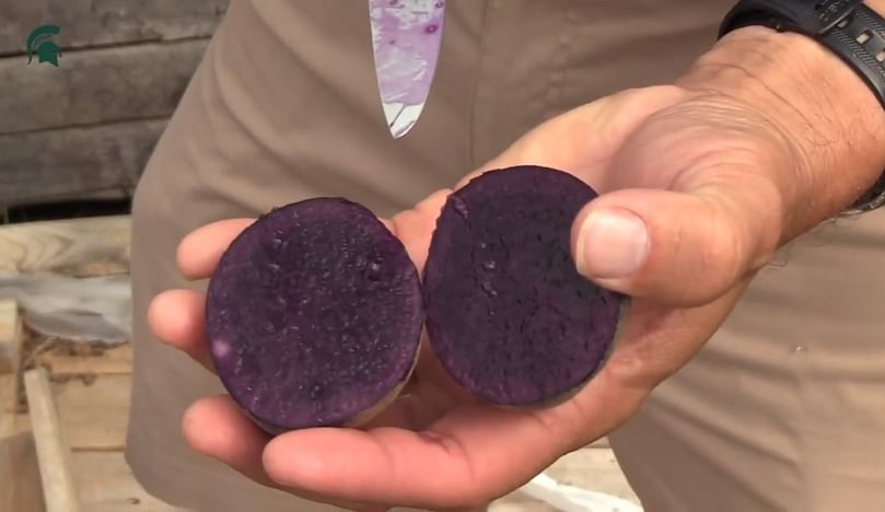 Michigan State University and the Great Lakes Potato Chip Company have partnered to produce limited-edition purple potato chips from the Blackberry potato, the newest variety developed by the university’s Potato Breeding and Genetics program.
