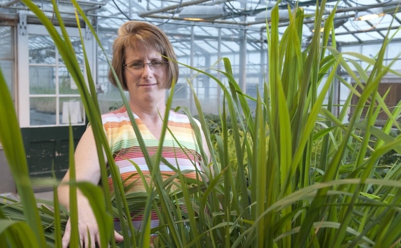 Robin Buell, Michigan State University Foundation Professor of Plant Biology and senior author of the paper Robin Buell, Michigan State University Foundation Professor of Plant Biology and senior author of the paper
