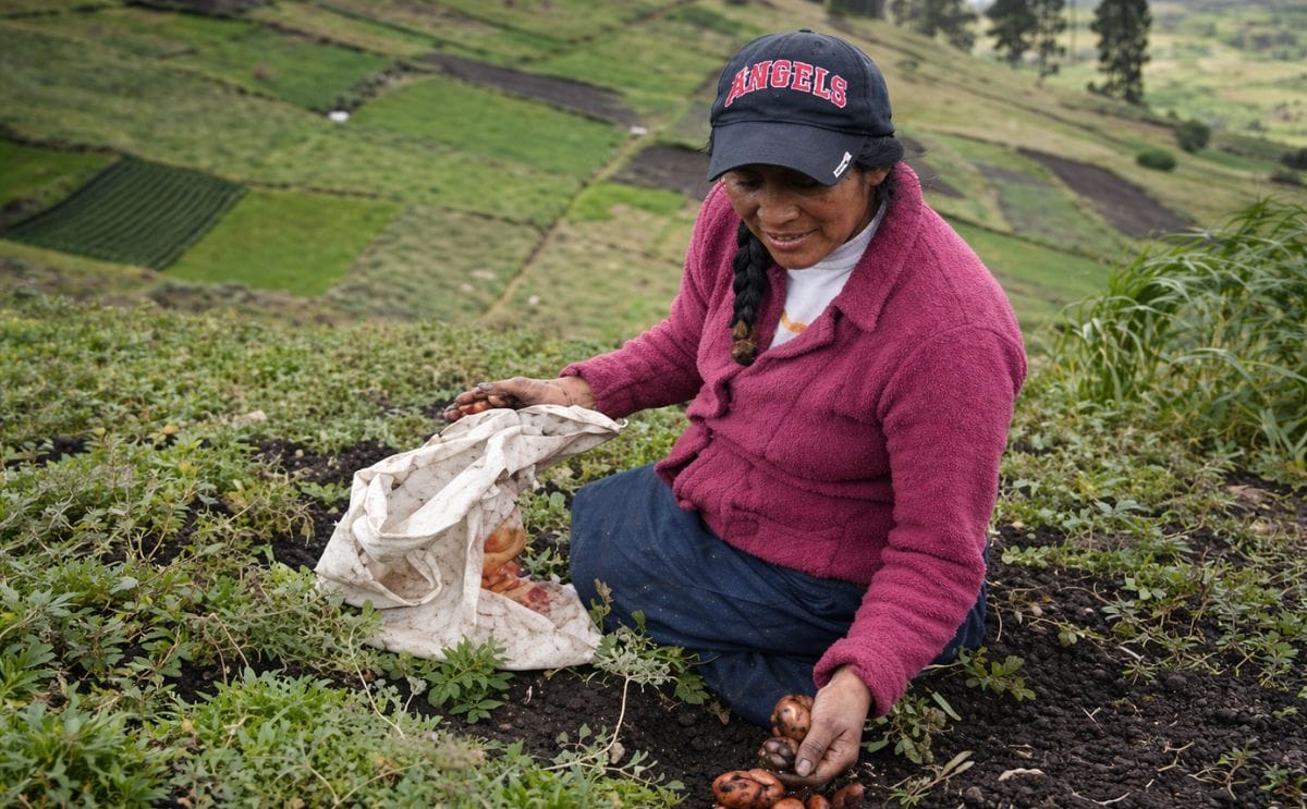 Cómo producir semilla de papa de calidad