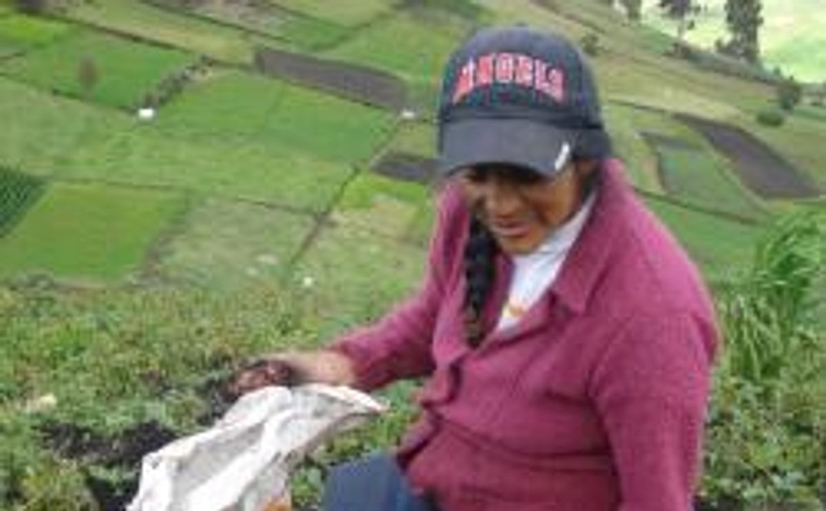 Campesina de los Andes seleccionando semilla de papa Campesina de los Andes seleccionando semilla de papa