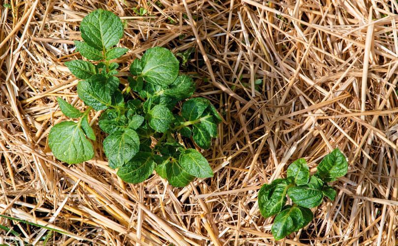 Mulch-Based Potato Farming: Protecting Soil, Conserving Water, and Boosting Sustainability