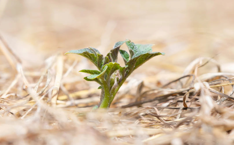 Mulch application with straw enhances soil health and early growth