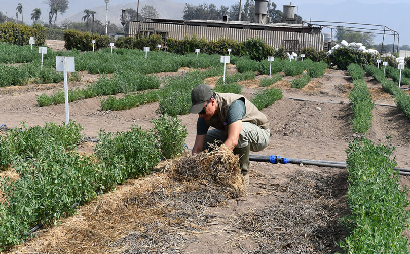 Mulching con paja para mejorar humedad y vigor inicial