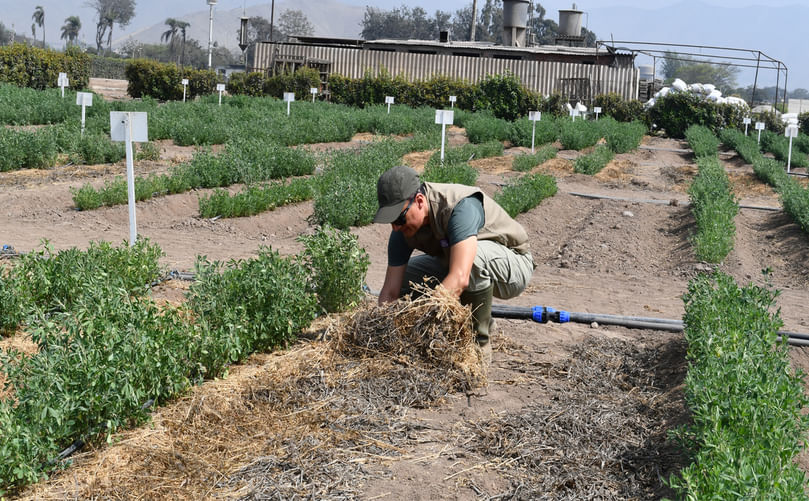 Mulch Application Enhances Soil Health and Early Growth