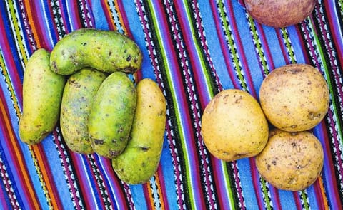 Municipio colombiano producirá papa para McCain Municipio colombiano producirá papa para McCain