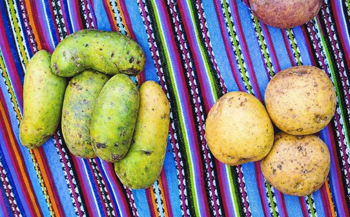 Municipio colombiano producirá papa para McCain Municipio colombiano producirá papa para McCain