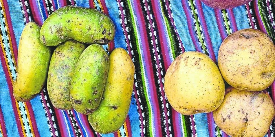 Municipio colombiano producirá papa para McCain