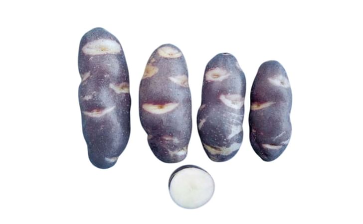 MURU KUTUTU MURU KUTUTU