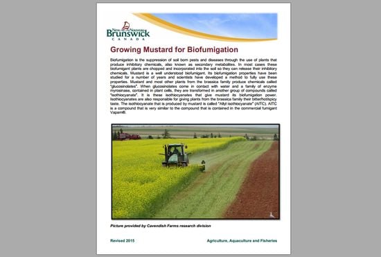 Click to download 'Growing Mustard for Biofumigation' Click to download 'Growing Mustard for Biofumigation'